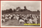 Svatý Hostýn-Ovce-Stádo