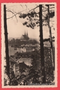 Brno - Petrov,katedrála,stromy..