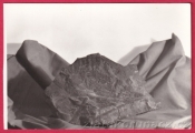 Karviná-Otisk listu zkamenělé kapradiny v hornině