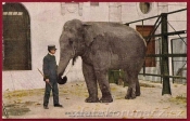 Ošetřovatel a slon