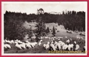 Svatý Hostýn - louka s ovčím stádem